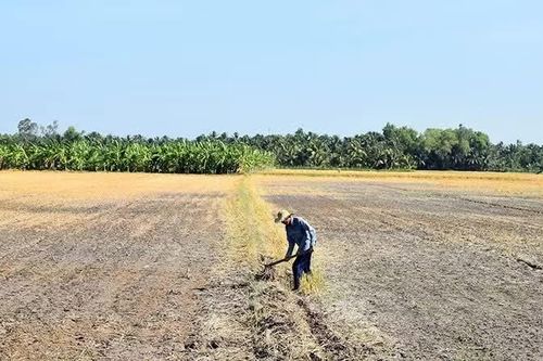 Hơn 500 nghìn ha cây trồng có nguy cơ bị ảnh hưởng bởi hạn hán, xâm nhập mặn