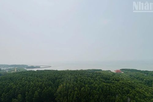 Diện tích rừng bị ảnh hưởng do cháy tăng mạnh