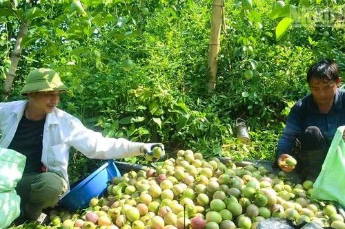 Điện Biên: Mô hình trồng thử nghiệm cây chanh leo tại xã Núa Ngam và phường Điện Biên Phủ cho kết quả tốt