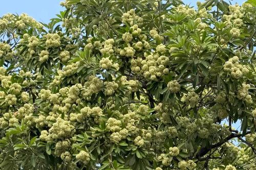 Hoa sữa nở rộ, người nhạy cảm với mùi cần lưu ý