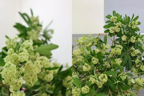 Dân văn phòng Hà Nội đu trend cắm hoa sữa, 'biến nỗi sợ thành niềm vui'