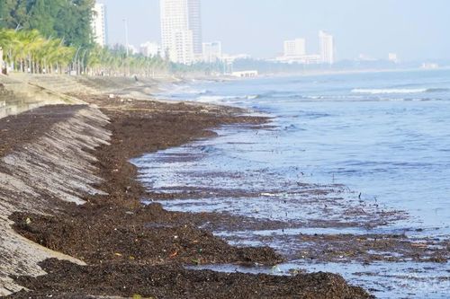 Bãi biển Cửa Lò xuất hiện mùn đen kịt