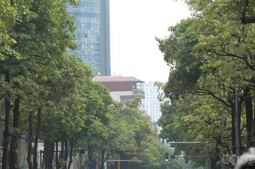 Cận cảnh những tuyến đường trồng nhiều hoa sữa nhất Hà Nội, 600m có hơn 130 cây