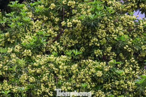 Mùi hoa sữa 'tấn công' phố phường Hà Nội