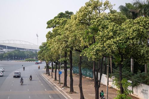 Cận cảnh những hàng hoa sữa nở trắng trời 'bủa vây' người Hà Nội