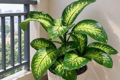 Cây cảnh cho ban công hướng Bắc: Hút tài lộc, vượng khí cho gia chủ