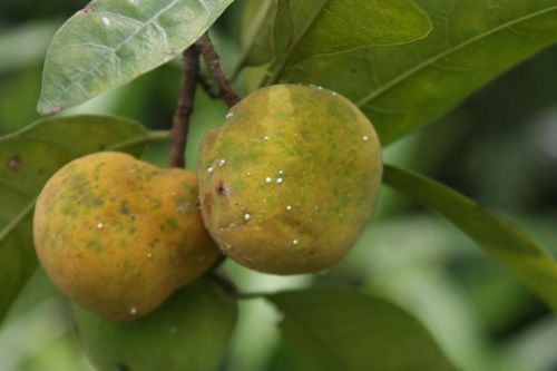 Loại quả chua kho cá, nấu canh, lá rất tốt cho người đau xương khớp