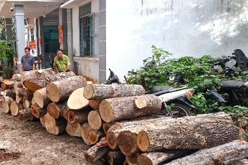 Từ vụ bắt giữ xe chở 10 tấn gỗ, phát hiện 451 cây rừng bị chặt hạ trái phép
