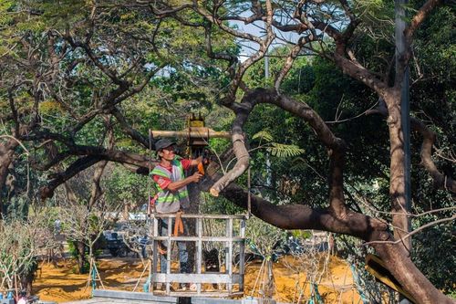 TPHCM nêu tiêu chí đốn hạ cây xanh sau hai vụ bật gốc