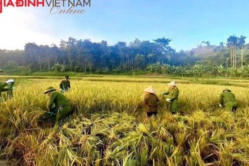 Bộ đội, công an, đoàn viên xắn quần lội ruộng giữa nắng giúp hộ nghèo thu hoạch lúa
