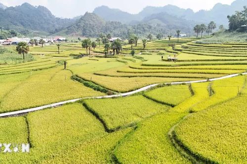 Sắc vàng rực rỡ say đắm lòng du khách trên Bản Tèn