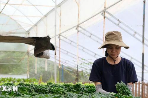 Lâm Đồng phát triển vùng nguyên liệu nông, lâm, thủy sản tập trung gần 4.750ha