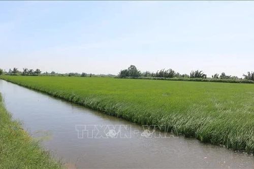 Liên kết chuỗi giá trị - Đòn bẩy phát triển ngành lúa gạo