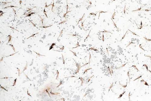 Cảnh báo nguy cơ sốt rét ở người từng làm việc tại châu Phi