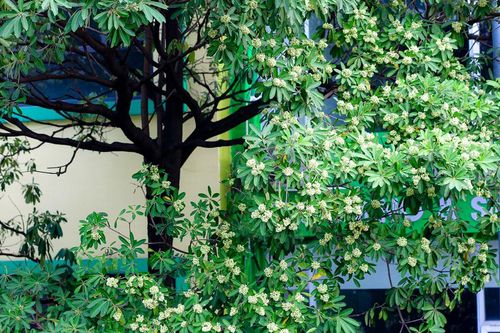 Hà Nội nghiên cứu cắt tỉa hoa sữa gần nhà ở, trường học, bệnh viện
