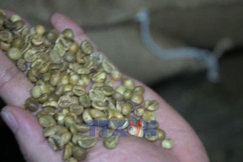 Tổ chức chuỗi giá trị, định vị thương hiệu cà phê Robusta Việt Nam