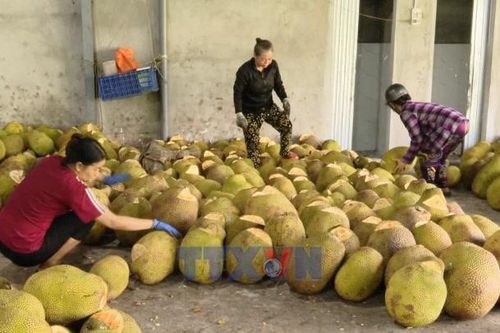 Giá mít Đồng Tháp tăng cao, nông dân phấn khởi