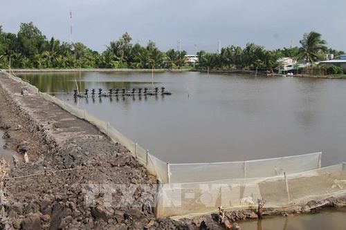 Ngành tôm nhận diện thách thức để bứt phá