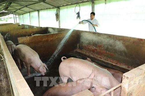 Đồng Tháp: Giá lợn hơi giảm sâu, người nuôi lo thua lỗ