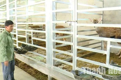 Bài học từ chủ động ứng phó, giảm thiệt hại chăn nuôi mùa mưa lũ