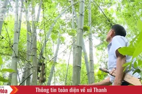 Mạch sống xanh của miền Tây xứ Thanh