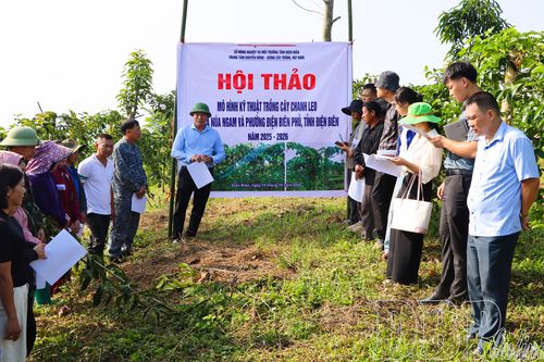 Mô hình trồng chanh leo cho lợi nhuận trên 200 triệu đồng/ha