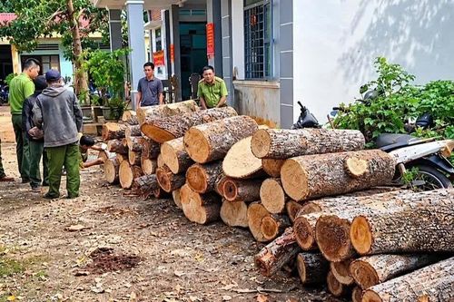 Tạm giữ 2 đối tượng vận chuyển, mua bán hơn 22 m³ gỗ lậu tại xã Ia Mơ