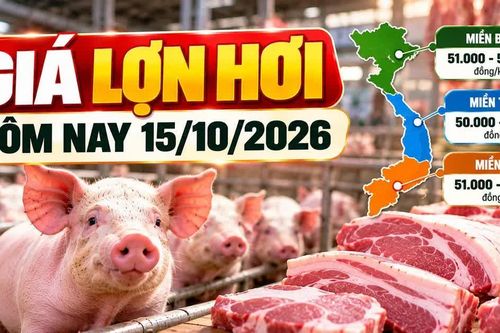 Giá lợn hơi hôm nay 15/10/2026: Thấp nhất 50.000 đồng/kg