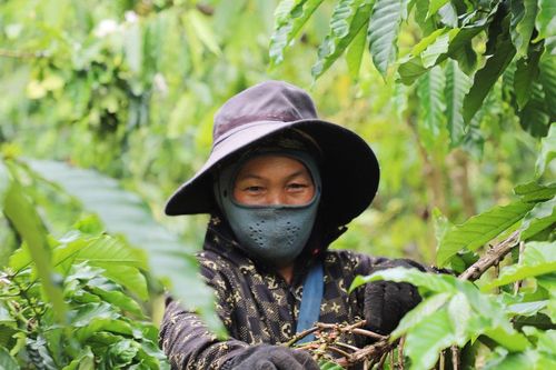 Lâm Đồng tiếp sức đồng bào dân tộc thiểu số phát triển kinh tế từ chính sách hỗ trợ lãi vay