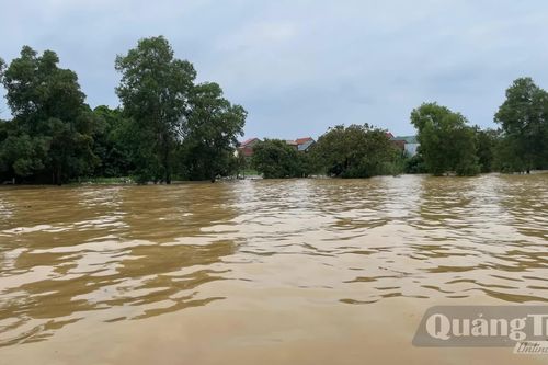 'Lá chắn xanh' giữa vùng rốn lũ