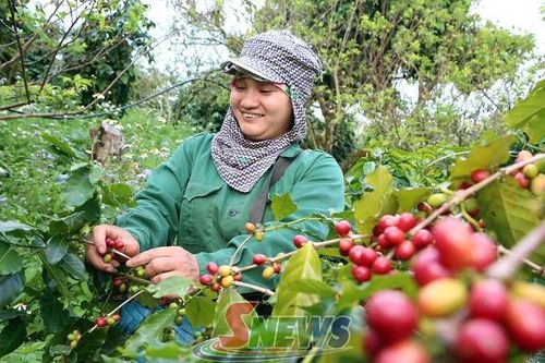 Hiệu quả trồng cà phê xen canh ở Phiêng Khoài