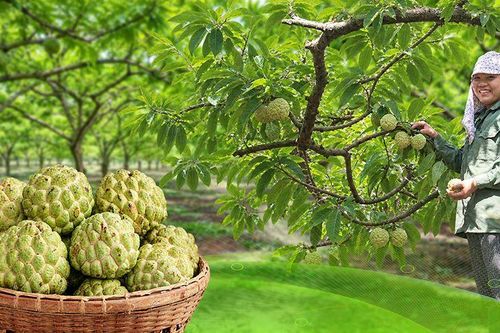 Mùa quả trái vụ ở La Hiên