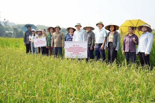 Đánh giá hiệu quả mô hình sản xuất hai giống lúa đặc sản Định Hóa