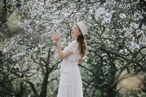Vườn hoa mận nở trái mùa ở Sơn La thu hút du khách