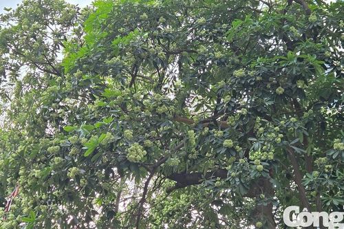 Hà Nội yêu cầu cắt tỉa hoa sữa tại những khu vực có mùi quá nồng