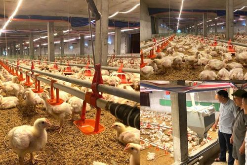 Dòng vốn hợp tác tiếp sức kinh tế nông thôn Yên Trường