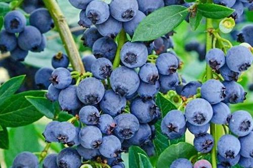 Loại quả nhỏ xíu được ví như 'siêu thực phẩm', Việt Nam trồng thành công, giàu chất chống oxy hóa, tốt cho sức khỏe