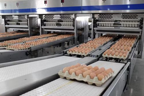 Nông nghiệp Hòa Phát tiêu thụ gần 98.000 tấn thức ăn chăn nuôi trong quý III