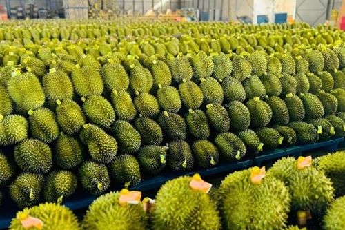 Tháo gỡ khó khăn trong quản lý sầu riêng và phát triển nuôi trồng thủy sản