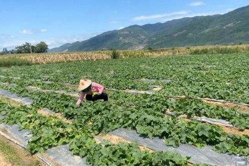 Nông dân làm nông nghiệp hữu cơ, chinh phục thị trường bằng chất lượng