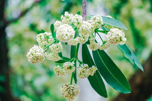 Khách Tây nghĩ sao về hương hoa sữa tại Hà Nội?