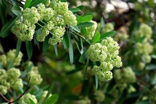 Dân mạng gọi sống cạnh cây hoa sữa là 'thử thách sinh tồn', khoe đủ cách đối phó