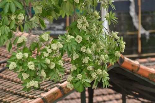 Cắt tỉa hoa sữa ở Hà Nội chỉ là giải pháp tình thế, nên sớm di dời xa khu dân cư