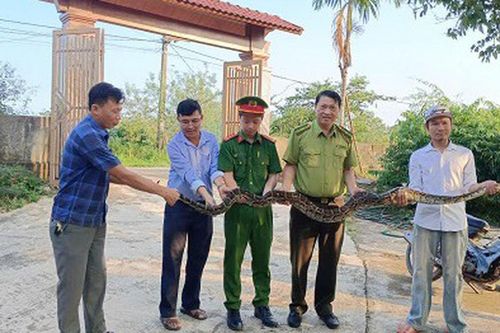 Phát hiện trăn đất quý hiếm 'khủng' khi đi làm nương