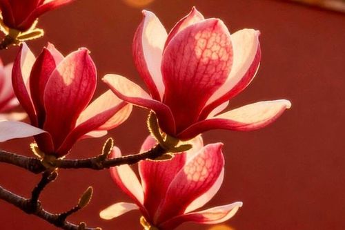 6 ngày sinh Âm lịch mang phúc khí, trẻ lớn lên dễ khiến cha mẹ tự hào