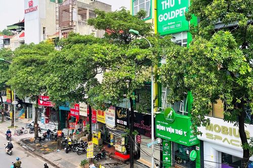Hà Nội sẽ ưu tiên cắt tỉa, dịch chuyển bớt cây hoa sữa ở những khu vực nào?
