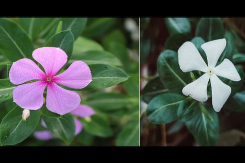Dừa cạn - Loài hoa cảnh quen thuộc chứa hoạt chất được dùng trong điều trị ung thư