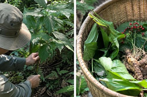 Thu hái dược liệu đúng cách ảnh hưởng đến chất lượng cây thuốc thế nào?