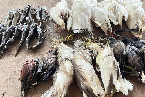 Kêu gọi ngăn chặn tình trạng tận diệt chim hoang dã và chim di cư