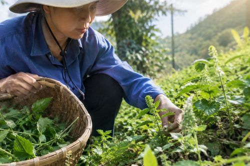 Trồng dược liệu an toàn: Người dân cần thay đổi những gì?